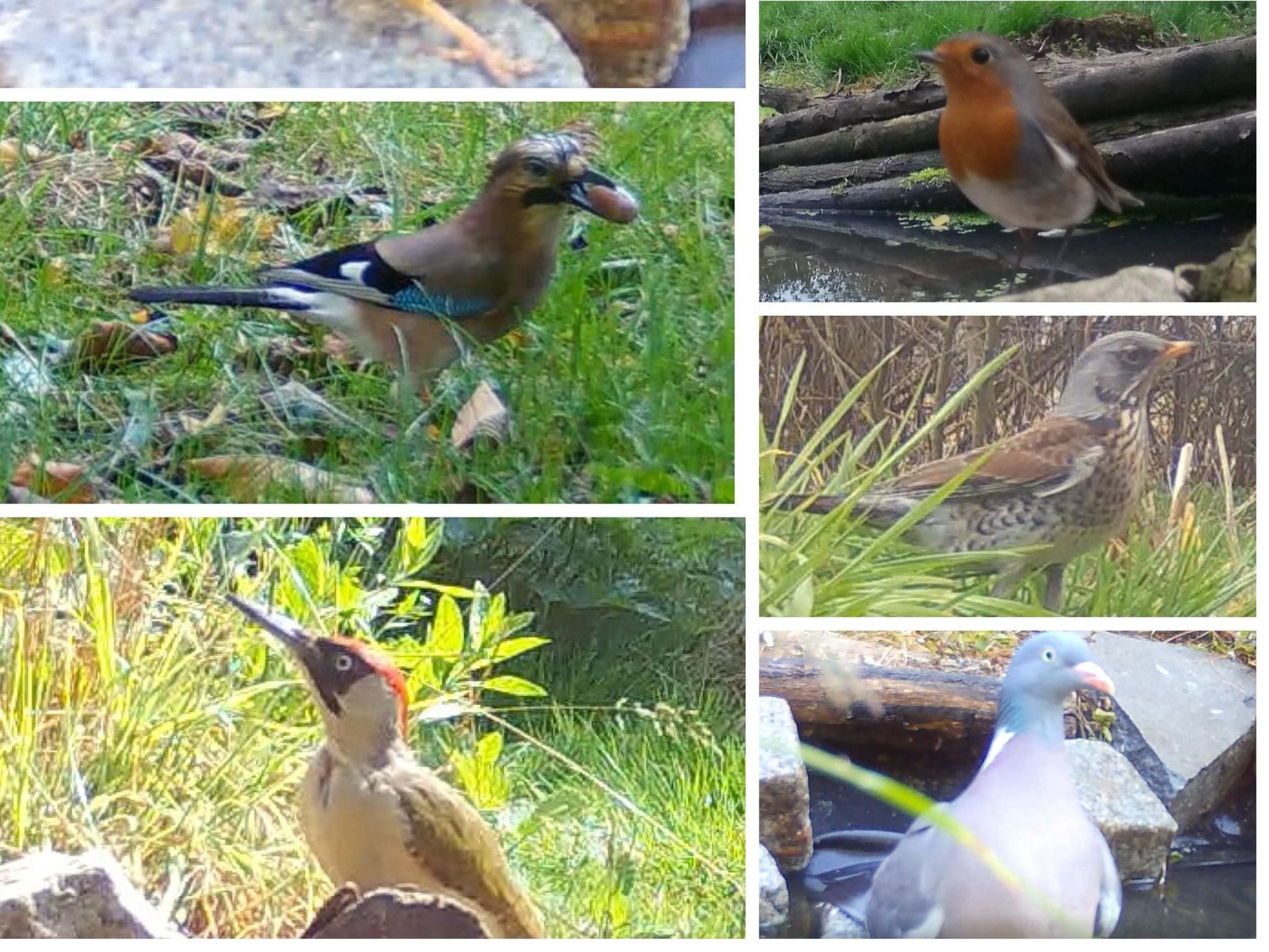 Vogelgeluiden