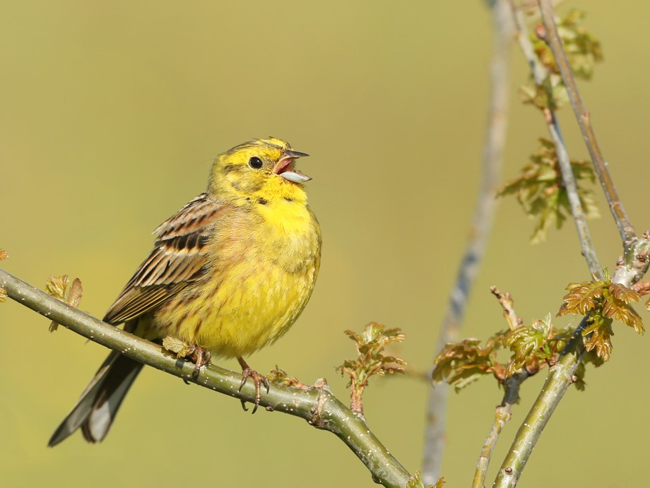 De Vogelgeluiden Die Je Niet Meer Hoort